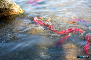 Ограничения рыбалки продлили для защиты нерки