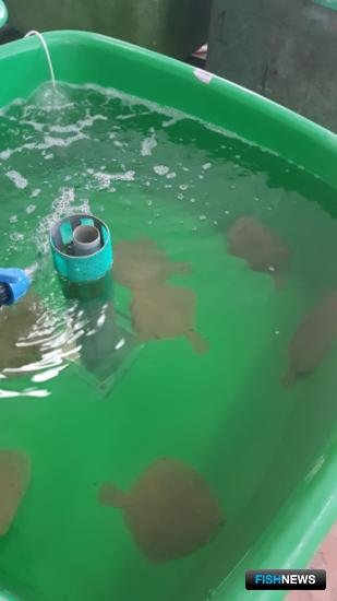 Лучше выхаживать мальков камбалы-тюрбо учатся в АтлантНИРО