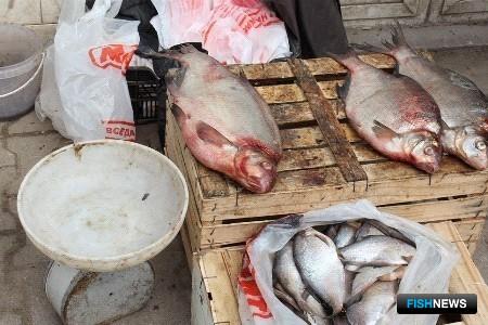 Хабаровский край ударит по торговцам браконьерской рыбой Хабаровский край ударит по торговцам браконьерской рыбой