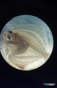 Лучше выхаживать мальков камбалы-тюрбо учатся в АтлантНИРО