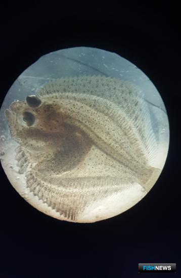 Лучше выхаживать мальков камбалы-тюрбо учатся в АтлантНИРО