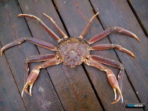 Иностранцам огласили приговор по &laquo;крабовому&raquo; делу