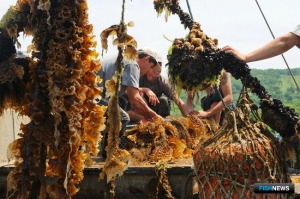 Аквафермеры Дальнего Востока стали выращивать больше