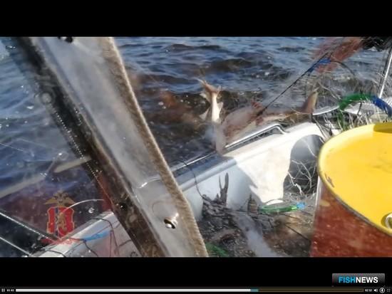 Осетровых спасли из бесхозной сети