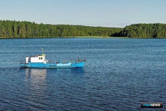 Право ловить сига и судака Онеги выставили на торги