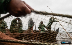 Крым стал ловить больше шпрота