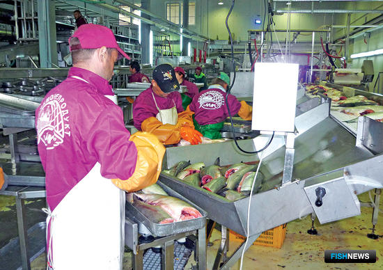 Рекордный &laquo;рыбный&raquo; лот дошел до покупателя