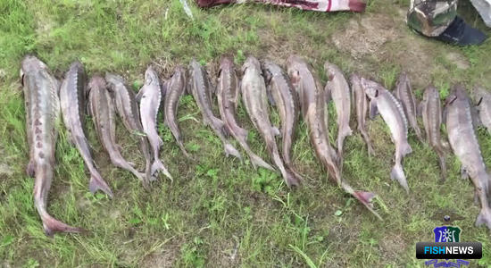 Правоохранители ХМАО прервали осетровый промысел