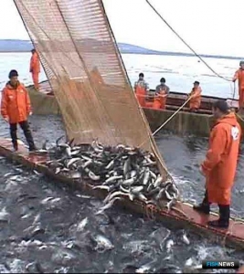 Камчатское предприятие установило рекорд на путине