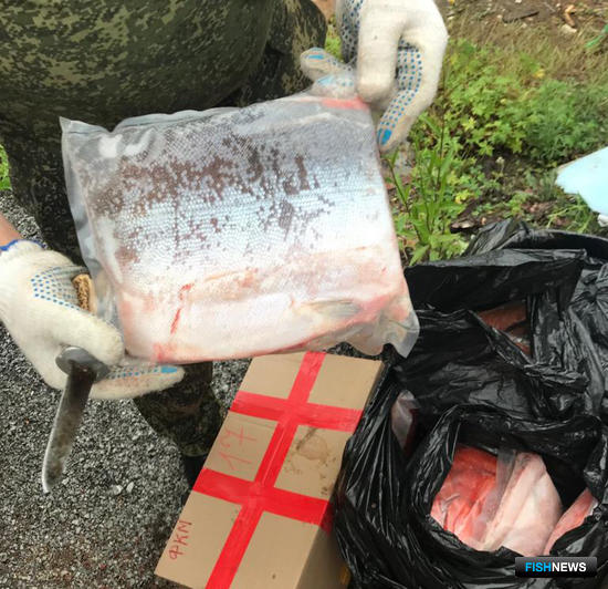 Браконьерский краб катается по Приморью