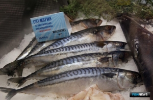Квоты на скумбрию Атлантики вызвали споры