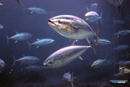 Власти Израиля собираются вложиться в тунца