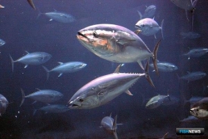 Власти Израиля собираются вложиться в тунца