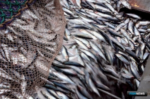 Предприятия могут получить добавку сельди