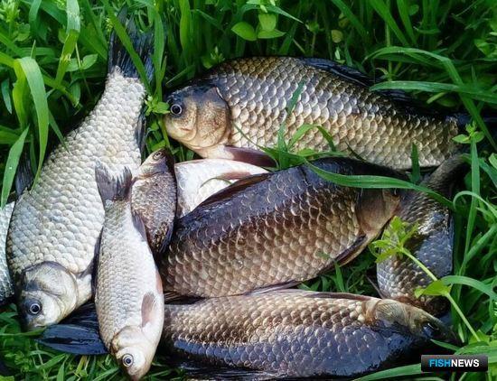 Тайны золотого карася попробуют раскрыть ученые Кубани