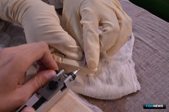 Эффективность помощи осетровым проверят чипами