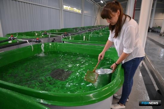 Эффективность помощи осетровым проверят чипами