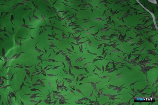 Эффективность помощи осетровым проверят чипами