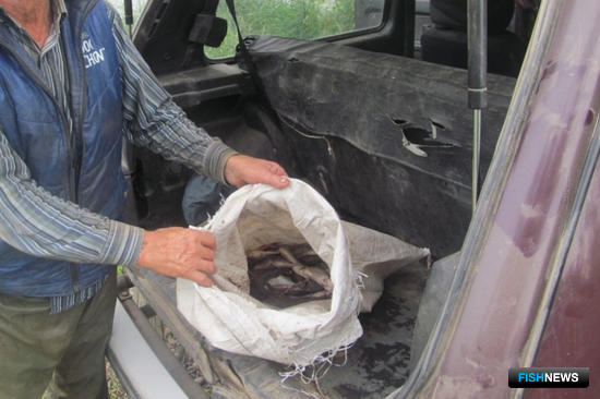 Осетровая рыбалка на Оби завершилась уголовным делом