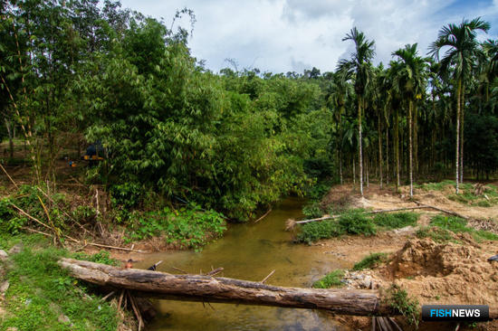 Ученые Поморья открыли новые виды моллюсков в Азии