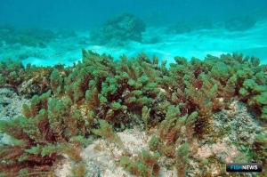 Бороться с глобальным потеплением хотят водорослью