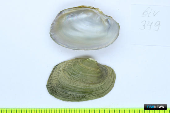 Ученые Поморья открыли новые виды моллюсков в Азии