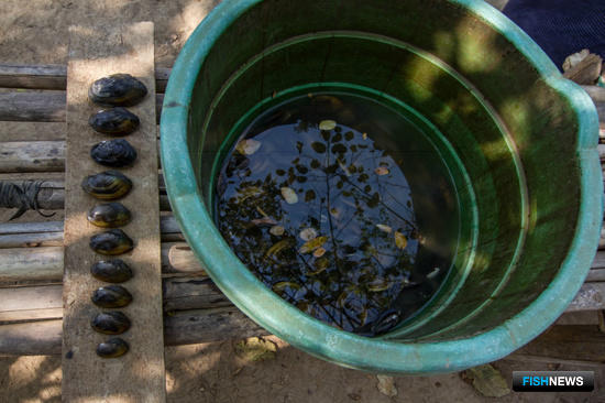 Ученые Поморья открыли новые виды моллюсков в Азии