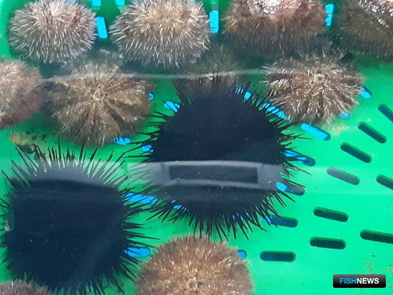 Центр марикультуры в Приморье показывает первые результаты