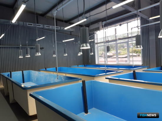 Центр марикультуры в Приморье показывает первые результаты