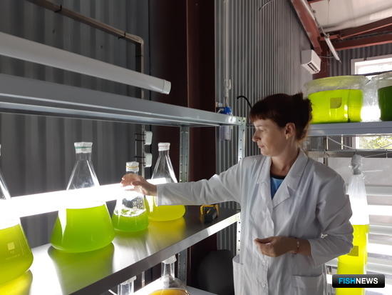 Центр марикультуры в Приморье показывает первые результаты