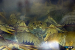 Рыба вновь попала в торговые &laquo;сражения&raquo; США и Китая