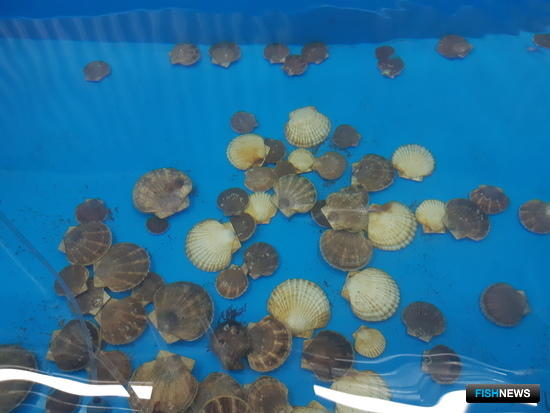 Центр марикультуры в Приморье показывает первые результаты