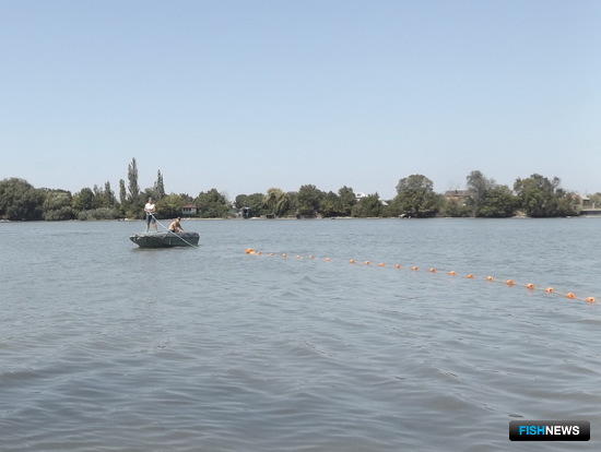 В низовьях Дона стало меньше рыбной молоди