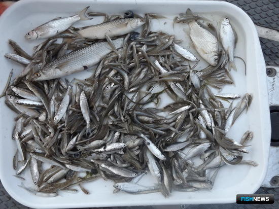 В низовьях Дона стало меньше рыбной молоди