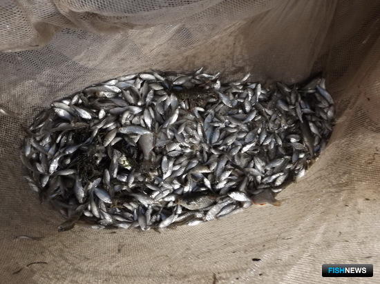 В низовьях Дона стало меньше рыбной молоди