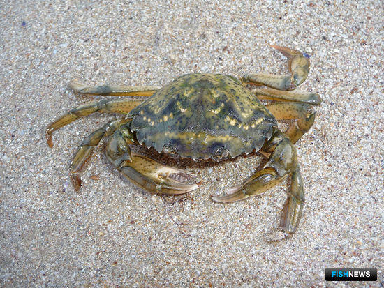 Ловить и готовить «краснокнижных» крабов учат в сети Ловить и готовить «краснокнижных» крабов учат в сети