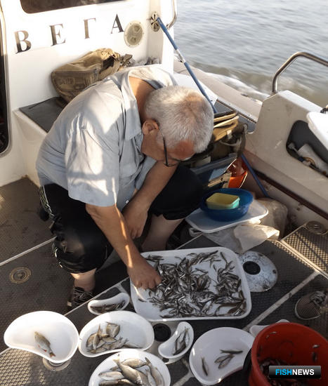 В низовьях Дона стало меньше рыбной молоди