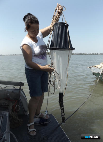 В низовьях Дона стало меньше рыбной молоди