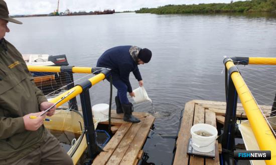 Реку Таз пробуют на подращивание чира