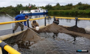 Реку Таз пробуют на подращивание чира