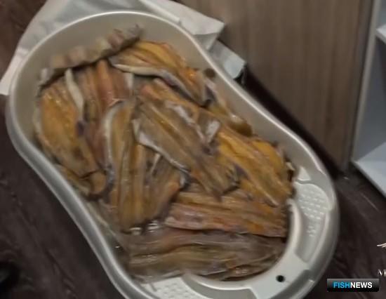 Канал сбыта браконьерской осетрины перекрыли в Сибири