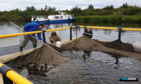 Реку Таз пробуют на подращивание чира