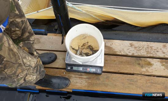 Реку Таз пробуют на подращивание чира