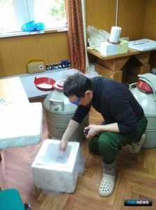 Ученые хотят повысить урожайность &laquo;четной&raquo; горбуши