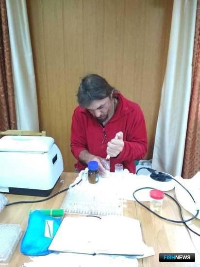 Ученые хотят повысить урожайность «четной» горбуши Ученые хотят повысить урожайность «четной» горбуши