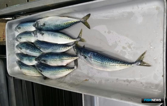 Японскую квоту скумбрии продали за 6 миллиардов Японскую квоту скумбрии продали за 6 миллиардов