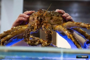 Крабовым аукционам дали старт