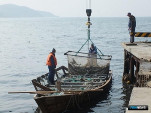 Основная часть лососевой путины ждет Кунашир