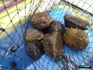 Управлять нерестом кукумарии пробуют ученые