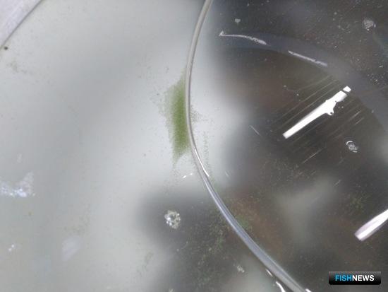 Управлять нерестом кукумарии пробуют ученые Управлять нерестом кукумарии пробуют ученые